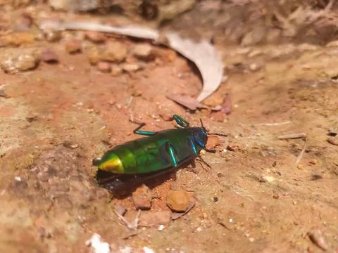 Selective focus on a shiny insect blur background Stock Photos