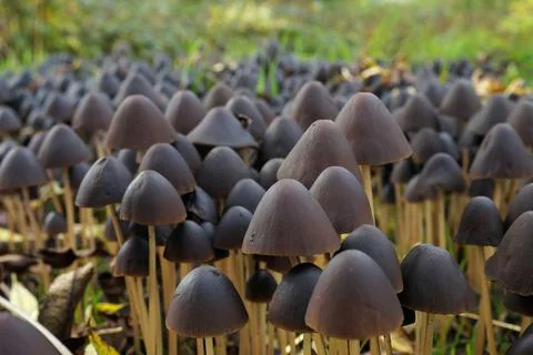 A selective focus shot of aggregation of Psathyrella Conopilus mushrooms in A Foto stock