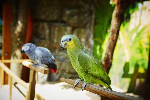 Selective focus shot of an amazon parrot outdoors in a zoo Stock Photos