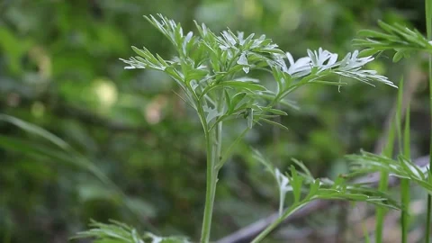 Selective focus shot of Artemisia absinthium plant in the wild - Medicinal Stock-Footage 198981450
