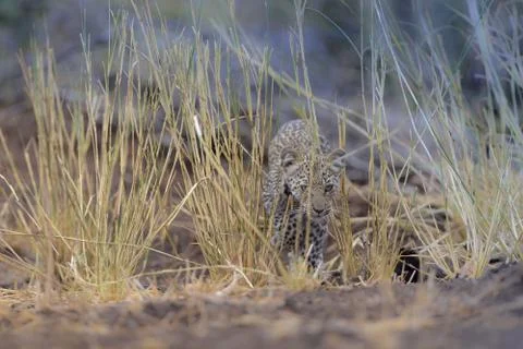 A selective focus shot of a baby leopard in a dry grassy field while looking  Stock Photos