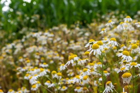 Selective focus shot of beautiful chamomiles growing in the field Stock Photos