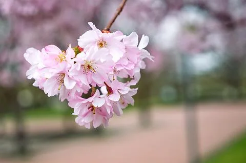 Selective focus shot of beautiful cherry blossoms 写真素材