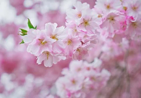 Selective focus shot of beautiful cherry blossoms 스톡 사진