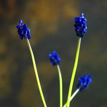 A selective focus shot of beautiful grape hyacinth flowers with a blurred bac Stock Photos