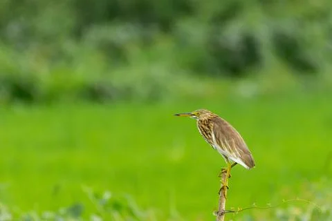 Selective focus shot of a bittern heron perched on a deadwood branch Stock Photos