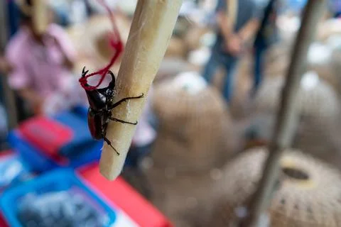 A selective focus shot of a black bug with the horns tied in knot by red thre Foto stock