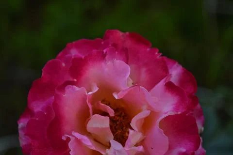Selective focus shot of a blooming double ruby rose in a garden Fotos de archivo