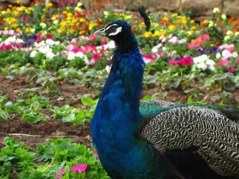 A selective focus shot of a blue peacock in a field with the colorful flowers Stock Photos