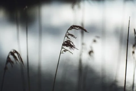 Selective focus shot of a brown leaf plant on white background 스톡 사진