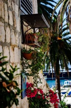 A selective focus shot of a building wall filled with different plants and ol Fotos de archivo