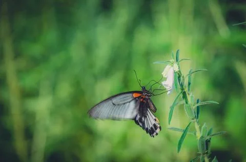 Selective focus shot of a butterfly sitting on a plant in a field captured on Stock Photos