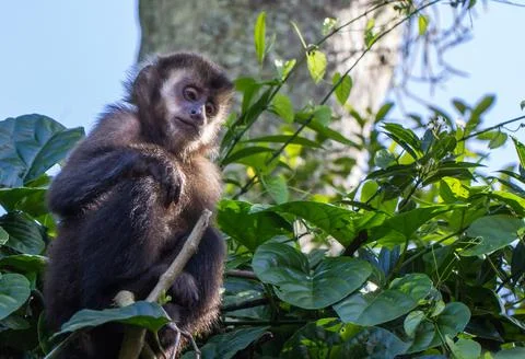 Selective focus shot of a Capuchin monkey sitting on a shrub. Stock Photos