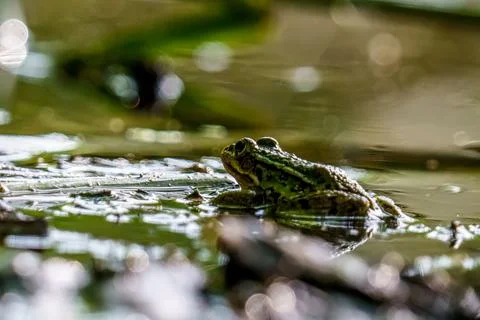 Selective focus shot of an Chiricahua leopard frog in a pond Stock Photos