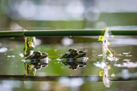 Selective focus shot of an Chiricahua leopard frog in a pond Stock Photos