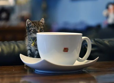 Selective focus shot of a cute cat looking at a giant white teacup Stock Photos