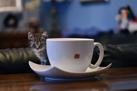Selective focus shot of a cute cat looking at a giant white teacup Stock Photos