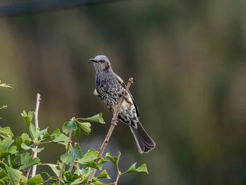 A selective focus shot of a cute exotic bird standing on a tree branch in the Stock Photos