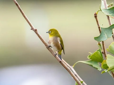 A selective focus shot of a cute exotic bird standing on a tree branch in the Stock Photos