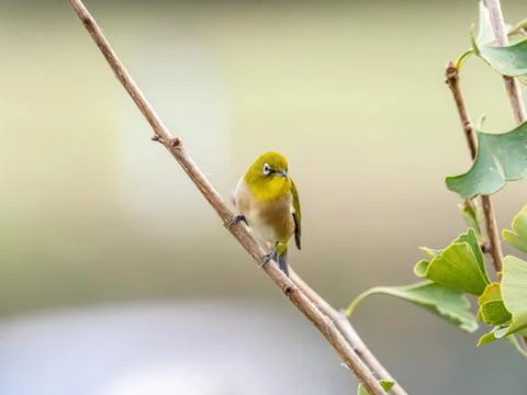 A selective focus shot of a cute exotic bird standing on a tree branch in the Stock Photos