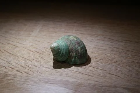 Selective focus shot of a cute green shell on a wooden table Stock Photos