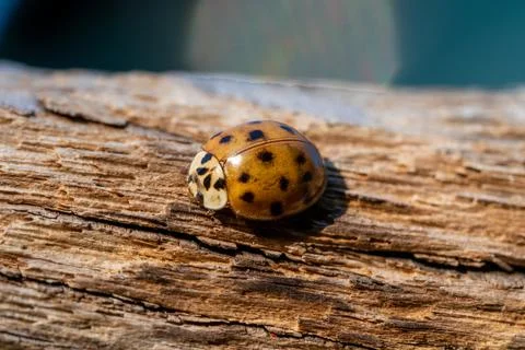 Selective focus shot of a cute ladybug on a tree bark Stock Photos