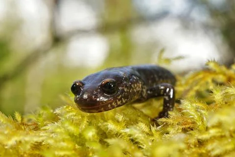 A selective focus shot of Del Norte Salamander (Plethodon Elongatus) in North Stock Photos