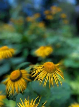Selective focus shot of Elecampane (Inula helenium) in the garden Stock Photos