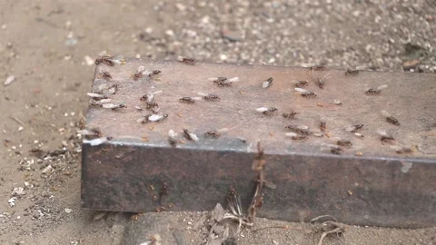 Selective focus shot of Flying Ants insects on the surface of metal Stock-Footage 164579144