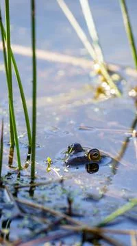 Selective focus shot of a frog on the surface of a swamp Stock Photos