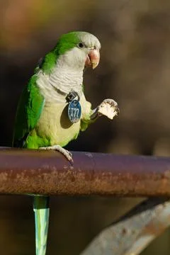 Selective focus shot of a funny monk parakeet parrot eating a bread Stock Photos