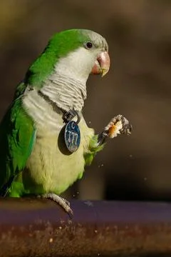 Selective focus shot of a funny monk parakeet parrot eating a bread Foto stock