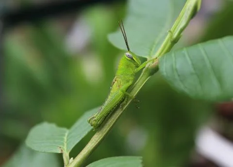 Selective focus shot of a grasshopper perched on a branch guava tree Stock Photos
