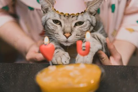 A selective focus shot of a gray tabby cat wearing a party hat with blurry ca Stock Photos
