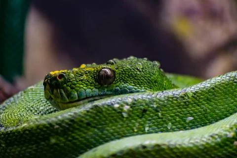 Selective focus shot of a green python Foto stock