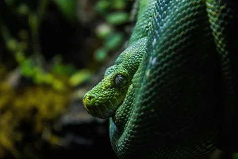 Selective focus shot of a Green tree python 写真素材