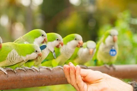A selective focus shot of a group of green-white wild parakeets fed by a hand 写真素材