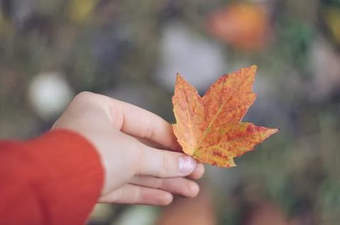 Selective focus shot of a hand holding an orange maple leaf 写真素材