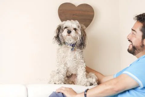 A selective focus shot of a Hispanic man holding a cavapoo puppy sitting on a Stock Photos