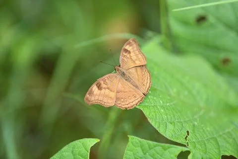A selective focus shot of a Junonia iphita butterfly perched on a green leaf Stock Photos