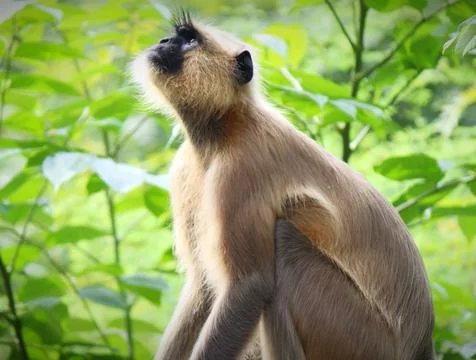 Selective focus shot of a langur monkey sitting on the tree Stock Photos