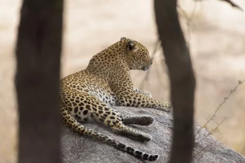 Selective focus shot of a leopard laying on a rock Stock Photos