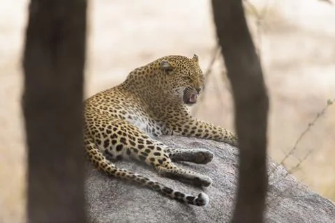 Selective focus shot of a leopard laying on a rock with its mouth open Stock Photos