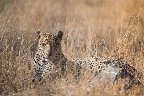 A selective focus shot of a leopard laying down in a dry grassy field with it Foto stock