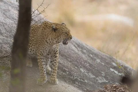 Selective focus shot of a leopard roaring Stock Photos