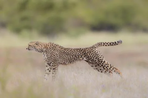 Selective focus shot of a leopard in a running position ready to hunt Foto stock