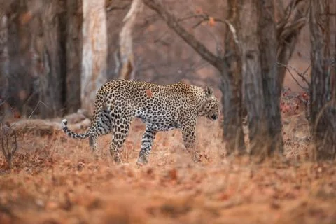 Selective focus shot of a leopard walking in the forest Stock Photos