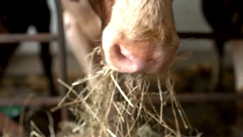 Selective focus shot of modern farm worker using fork raking fodder closer to Stock Footage 265881168