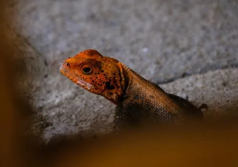 Selective focus shot of an orange and black lizard on a rock Stock Photos