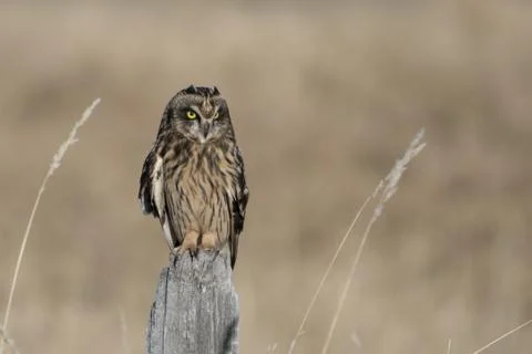 A selective focus shot of an owl with expressive yellow eyes standing on a wo 写真素材